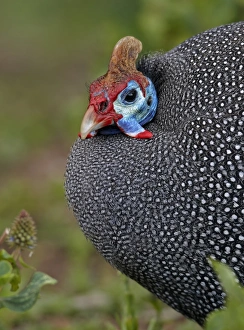 Helmeted Guineafowl (Numida meleagris) adult, close-up of head and chest, Cape Town, Western Cape Province