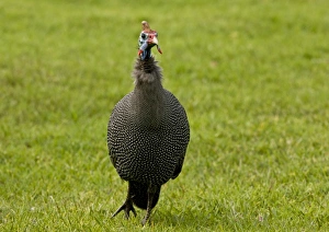 Helmeted Guineafowl (Numida meleagris) adult, walking on grass, Kirstenbosch Gardens, Cape Town, Western Cape Province