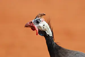 Guineafowl Prints: Helmeted Guineafowl (Numida meleagris) introduced species