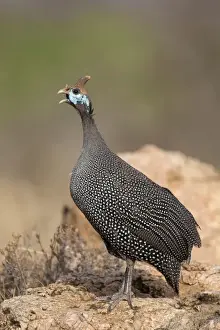 Guineafowl Prints: Helmeted Guineafowl (Numida meleagris meleagris) adult