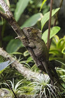 Captive Prints: Helmeted Iguana (Corytophanes cristatus) adult, resting on branch (captive)