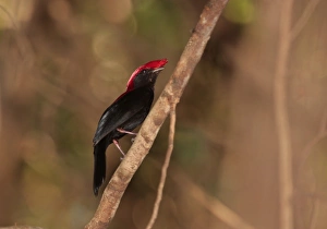 Mato Grosso Prints: Helmeted Manakin (Antilophia galeata) adult male
