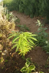Weeds Prints: Hemp (Cannabis sativa) growing as weed at edge of asparagus field