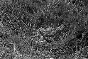 Eric Prints: Hen Harrier at nest Orkney. Taken by Eric Hosking in 1946
