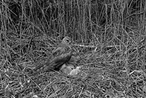 Eric Prints: Hen Harrier at nest Tupos, Finland. Taken by Eric Hosking in 1958