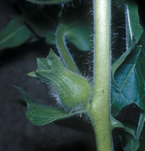 Henbane (Hyoscyamus niger) Fruit