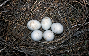 HenHarrier (Circus cyaneus) Rare eggs with red marks