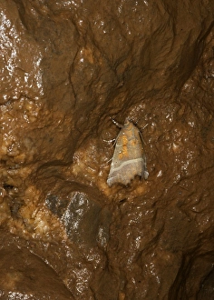 Herald Moth (Scoliopteryx libatrix) adult, hibernating in ochre stained limestone cave, Somerset, England, March