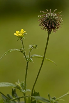 Herb Bennet (Geum urbanum) in flower and fruit, England, July