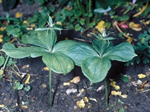 Herb Prints: Herb Paris