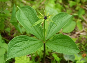 Dolomite Prints: Herb Paris (Paris quadrifolia) flowering