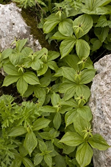 Herb Paris (Paris quadrifolia) flowering group, growing in limestone crevice, Slovenia, june