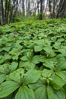 Deciduous Prints: Herb Paris (Paris quadrifolia) flowering mass