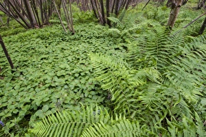 Herb Paris (Paris quadrifolia) flowering mass, growing amongst ferns in coppice woodland habitat, Kent, England, May