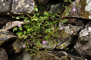 Herb Robert (Geranium robertianum) flowering, growing on old drystone wall, Pennine Bridleway, Stainforth