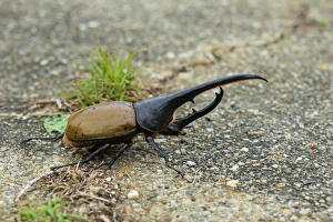 Lesser Antilles Prints: Hercules Beetle (Dynastes hercules) adult