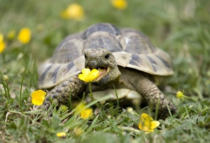 Hermanns Prints: Hermann's Tortoise (Testudo hermanni) adult