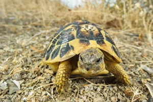 Hermanns Tortoise (Testudo hermanni) adult, standing on gravel, Italy, August