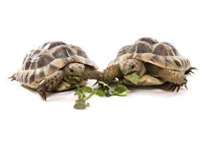 Hermanns Prints: Hermann's Tortoise (Testudo hermanni) two adults, feeding on leaves