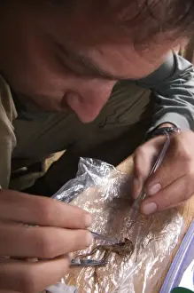 Frog Prints: Herpetologist taking liver from frog for genetic study purposes