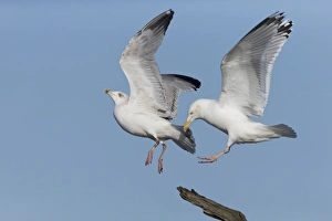 Herring Gull (Larus argentatus) adult, breeding plumage, in flight, displacing immature, third winter plumage