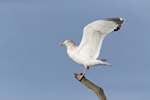 Herring Gull (Larus argentatus) adult, non-breeding plumage, standing on branch with raised wings, Suffolk, England