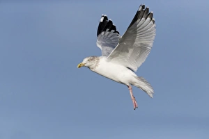 Herring Gull (Larus argentatus) adult, non-breeding plumage, in flight, Suffolk, England, December