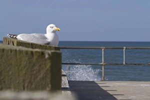 Herring Gull (Larus argentatus) adult, breeding plumage, on seaside jetty, Seaford, East Sussex, England, April