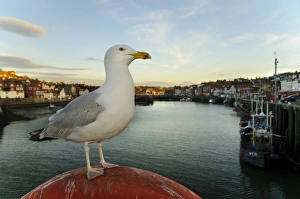 Herring Gull (Larus argentatus) adult, with vestiges of third winter plumage