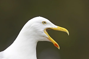 Bill Prints: Herring Gull (Larus argentatus) adult