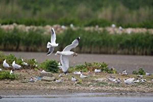 Terns Prints: Herring Gull (Larus argentatus) adult