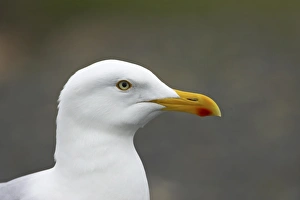 Herring Gull (Larus argentatus) adult, summer plumage, close-up of head, Mainland, Shetland Islands, Scotland