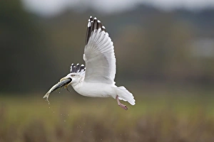 Herring Gull (Larus argentatus) adult, winter plumage, in flight, with fish in beak, Suffolk, England, November