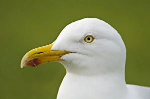 Herring Gull (Larus argentatus) adult, breeding plumage, close-up of head, South Stack Cliffs RSPB Reserve, Anglesey