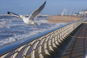 Herring Gull (Larus argentatus) adult, non-breeding plumage, in flight, taking off from promenade with stormy sea in