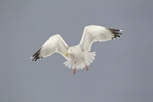 Herring Gull (Larus argentatus) adult, winter plumage, in flight, hovering, Suffolk, England, January