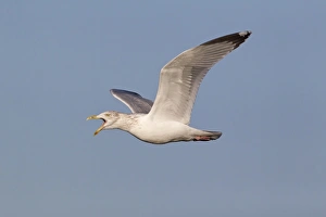 Herring Gull (Larus argentatus) adult, winter plumage, calling in flight, Suffolk, England, December