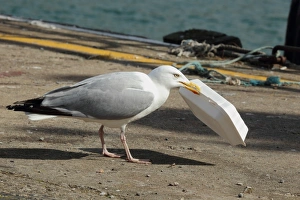 Herring Gull (Larus argentatus) adult, summer plumage, with polystyrene take-away food packaging in beak