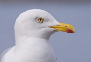Herring Gull (Larus argentatus) adult, breeding plumage, close-up of head, Sennen Cove, Sennen, Cornwall, England, May