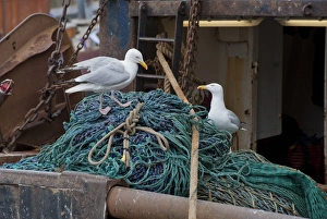 Herring Gull (Larus argentatus) two adults, summer plumage, foraging on fishing nets in harbour, Eyemouth, Berwickshire, Scottish Borders, Scotland, july