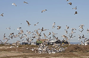 Seagull Prints: Herring Gull (Larus argentatus) adults and immatures