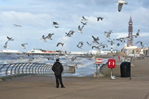 Sea Gulls Prints: Herring Gull (Larus argentatus) flock