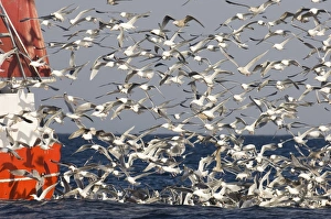 Trawler Prints: Herring Gull (Larus argentatus) flock