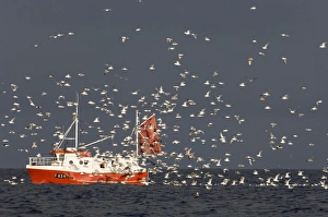 Herring Gull (Larus argentatus) flock, following fishing trawler at sea, Varanger Fjord, Northern Norway, march