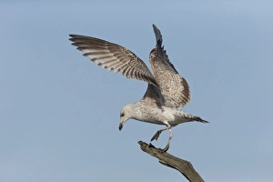 Herring Gull (Larus argentatus) immature, balancing on tree branch, Suffolk, England, February