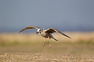 Sea Gull Prints: Herring Gull (Larus argentatus) immature