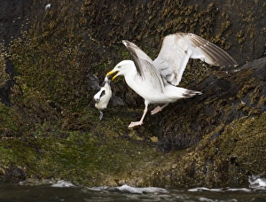 Herring Gull (Larus argentatus) immature, killing Common Guillemot (Uria aalge) chick, Inner Farne, Farne Islands, Northumberland, England, summer