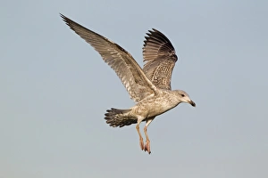Gulls Prints: Herring Gull (Larus argentatus) juvenile