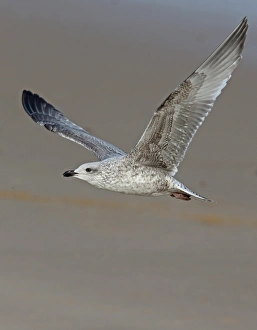 Herring Gull (Larus argentatus) juvenile, first winter plumage, in flight over beach, Norfolk, England, November