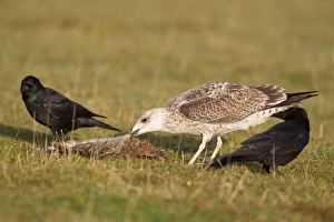 Herring Gull (Larus argentatus) juvenile, feeding on dead European Rabbit (Oryctolagus cunniculus)